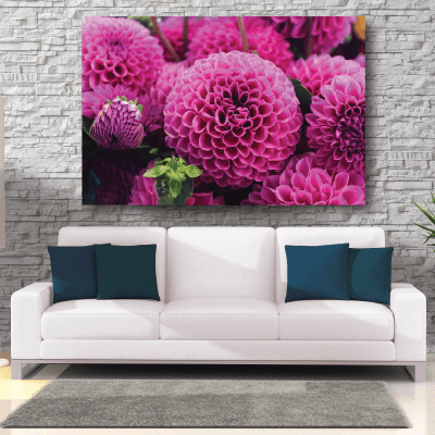 Πίνακας με λουλούδια ροζ ντάλιες